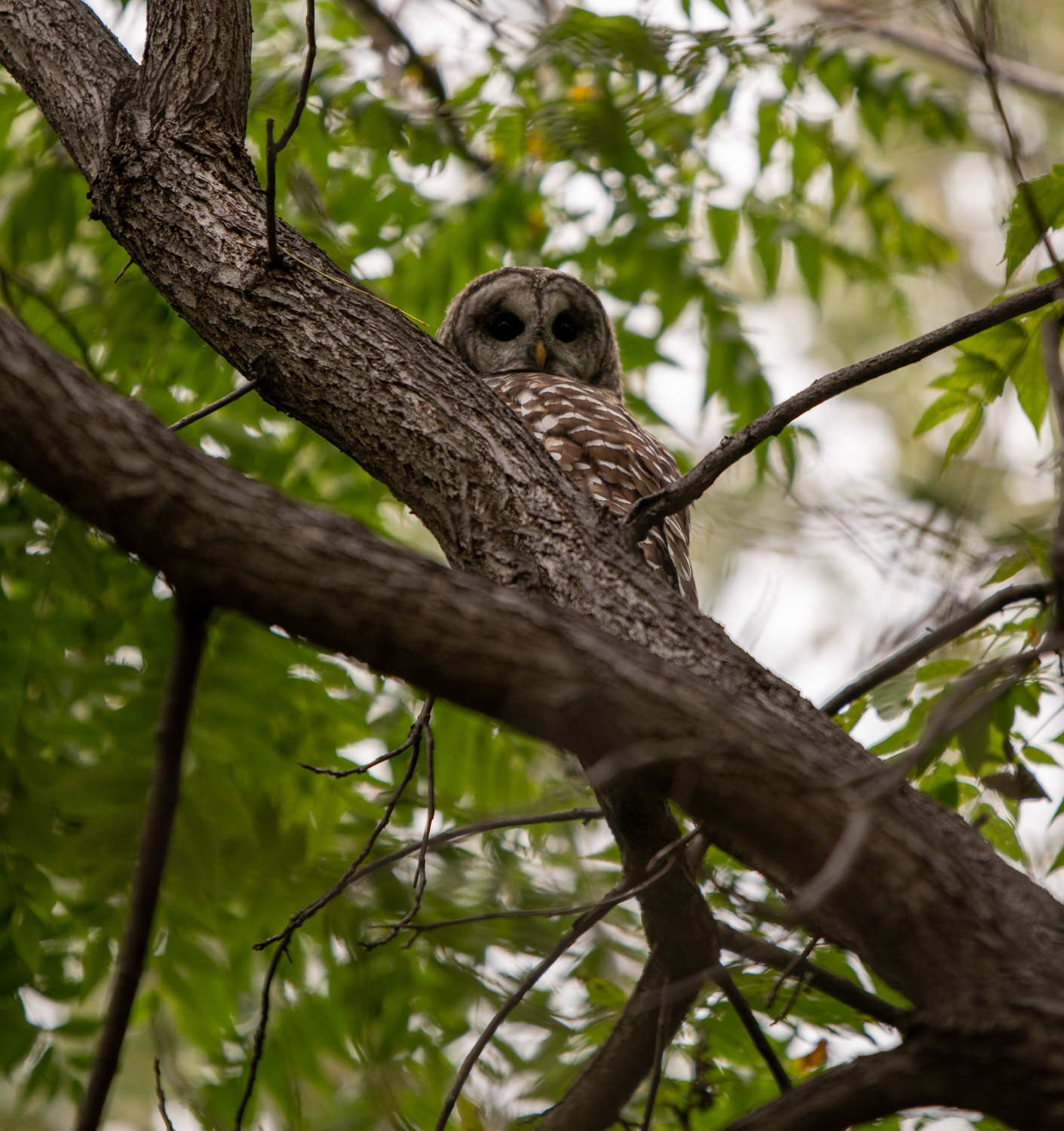 an owl in a tree