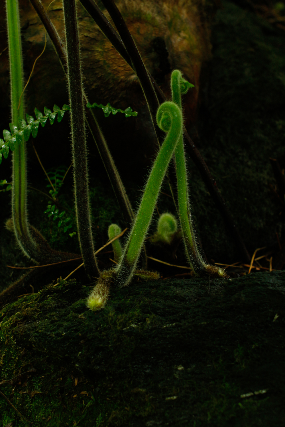 a close up of a plant