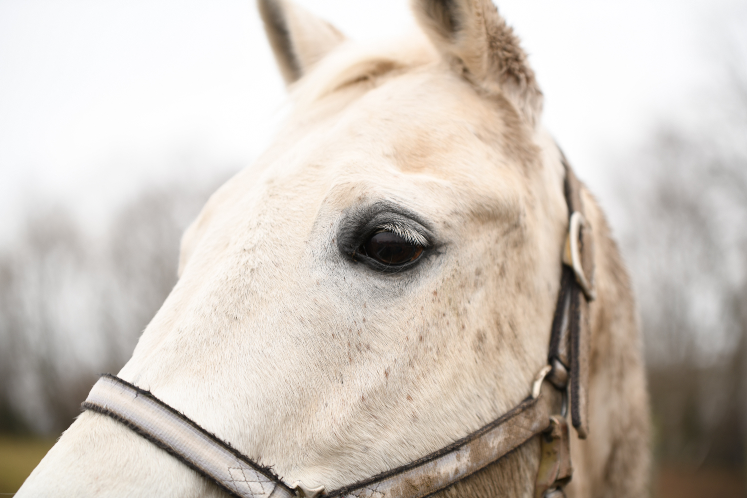a close up of a horse's face